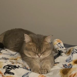 Meet your Posher, Iris